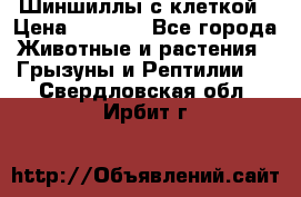 Шиншиллы с клеткой › Цена ­ 8 000 - Все города Животные и растения » Грызуны и Рептилии   . Свердловская обл.,Ирбит г.